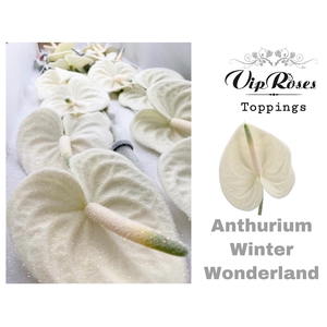 Ant A Winter Wonderland