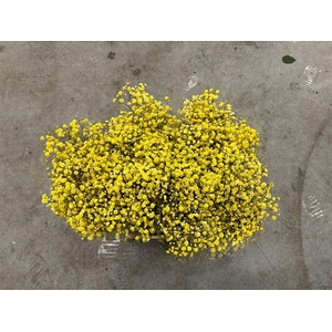 Gyps Xlence Yellow X25 40gr