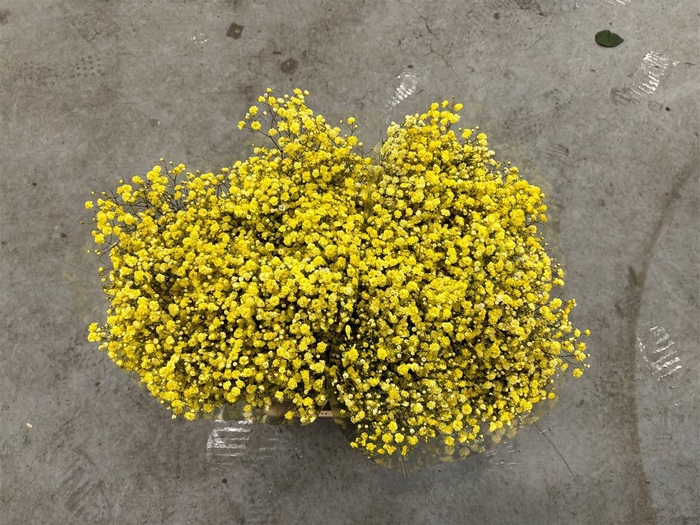 <h4>Gyps Xlence Yellow X25 40gr</h4>