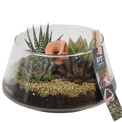 <h4>PTSU8414 Arrangement Succulenten in glazen vaas</h4>
