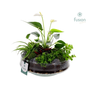 Green Bottle Iris Large met Anthurium Arrangement