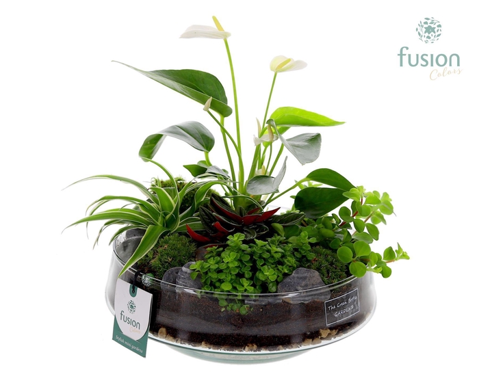 <h4>Green Bottle Iris Large met Anthurium Arrangement</h4>