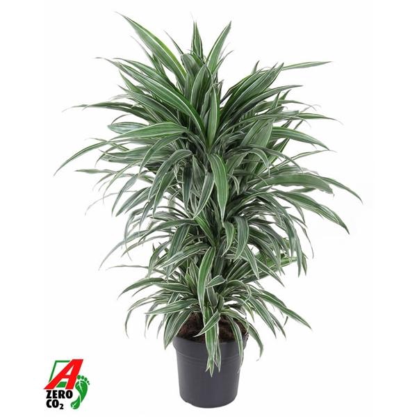 <h4>Dracaena f Deremensis Grp Warneckei</h4>