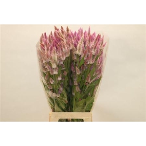 Cel P Celway Pink