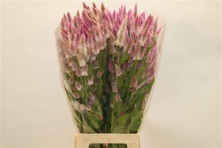 <h4>Cel P Celway Pink</h4>