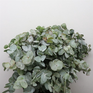 Euca Cinerea P Stem 60cm (10 Stems Per Bunch)