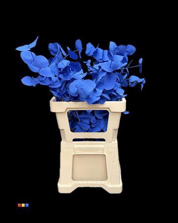 <h4>Cinerea Blue</h4>