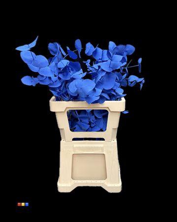 <h4>Cinerea Blue</h4>