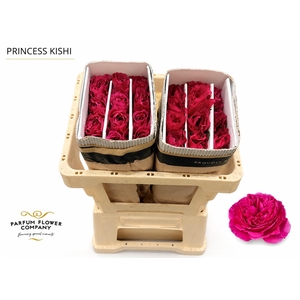 Rosa Princess Kishi