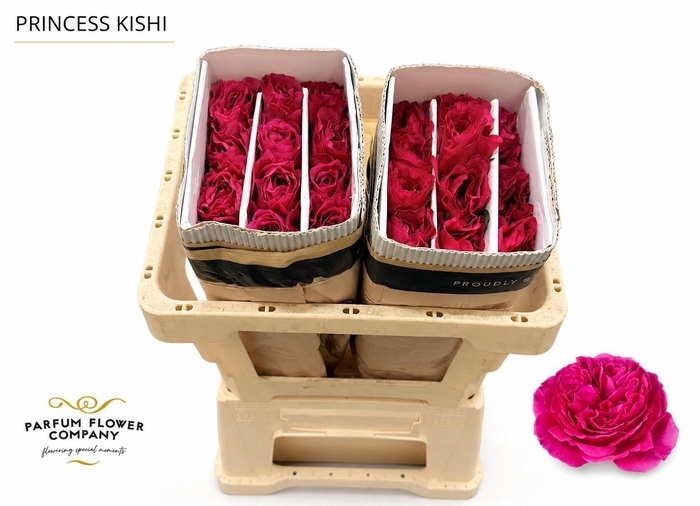 <h4>Rosa Princess Kishi</h4>
