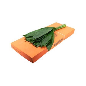 ASPIDISTRA 80CM
