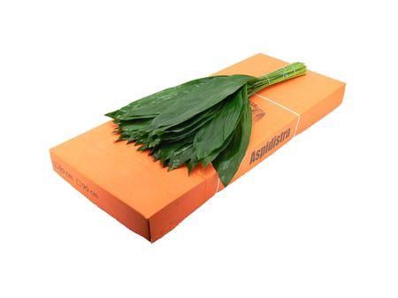 <h4>ASPIDISTRA 80CM</h4>