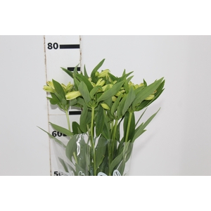 ALSTROEMERIA MELLOW YELLOW 080 CM