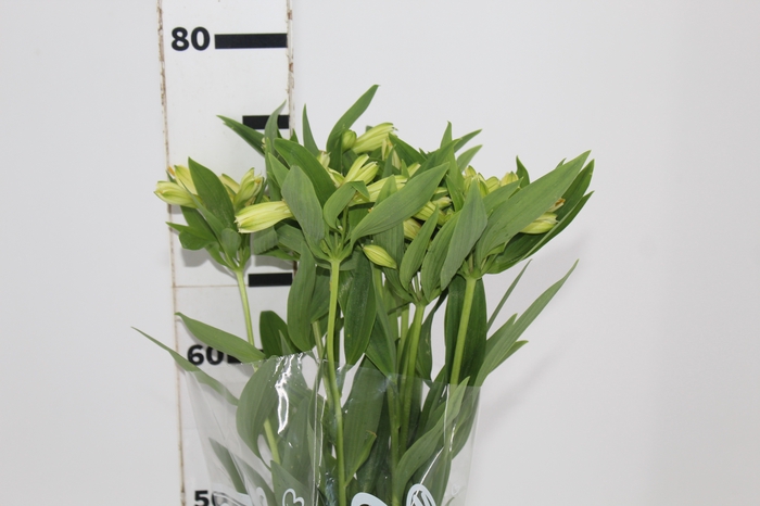 <h4>ALSTROEMERIA MELLOW YELLOW 080 CM</h4>