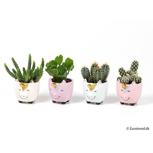 CACTUS MIX P6 E 3058