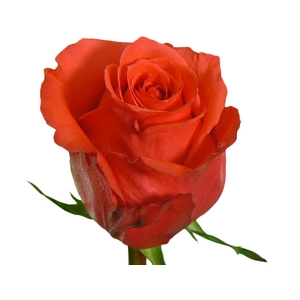 ROSA ROCKSTAR 060 CM ESTUFA