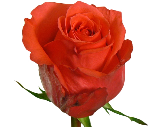 ROSA ROCKSTAR 040 CM ESTUFA