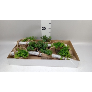 Arr.   Kamerplant Groen H%