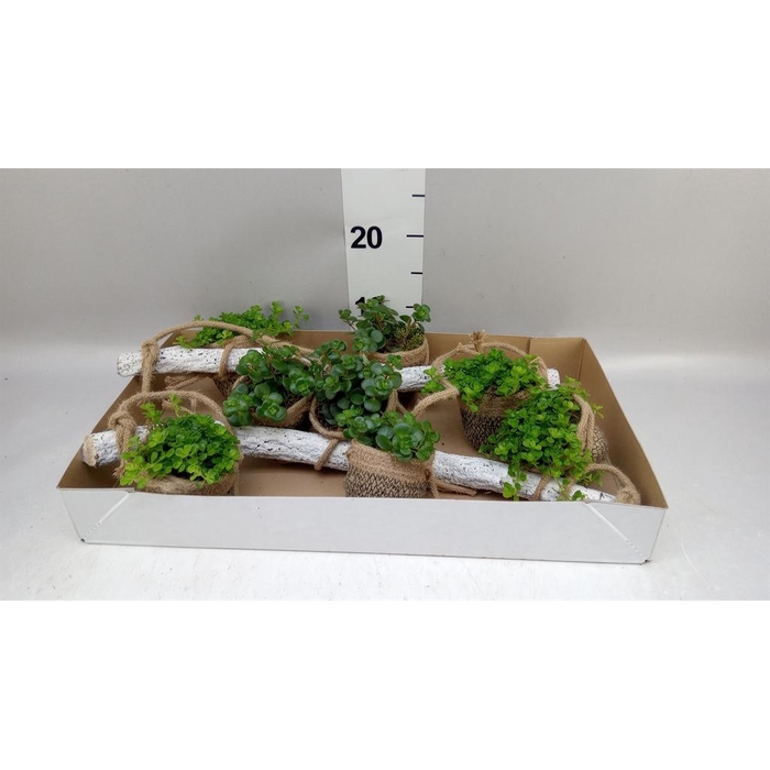 <h4>Arr.   Kamerplant Groen H%</h4>