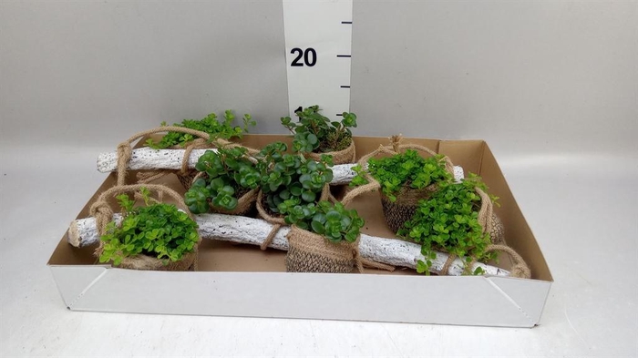 Arr.   Kamerplant Groen H%