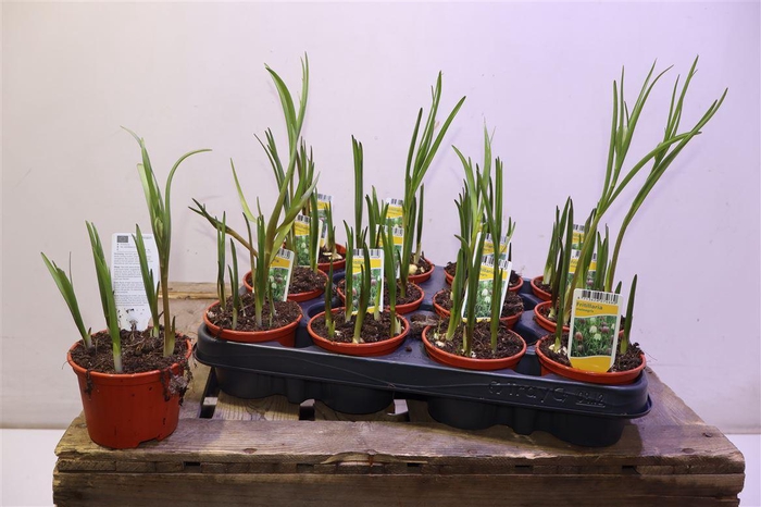 <h4>Frit Meleagris</h4>