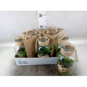 Arr.   Kamerplant Groen L%
