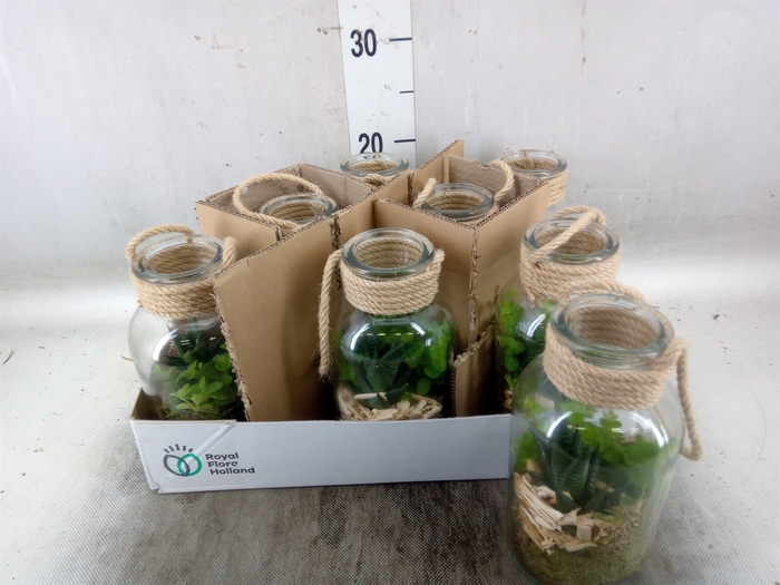 <h4>Arr.   Kamerplant Groen L%</h4>