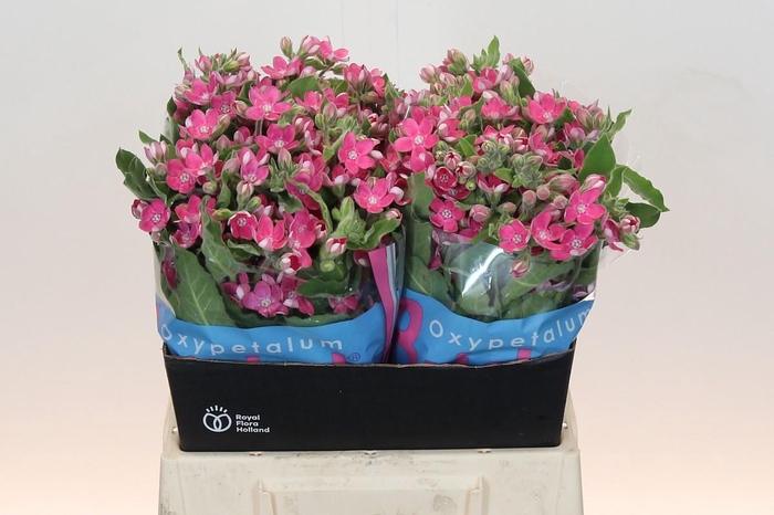 Oxypetalum Bridal Diana