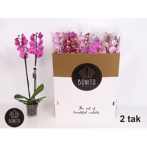 PHAL GEM 7 KL