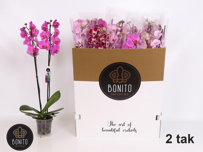 <h4>PHAL GEM 7 KL</h4>