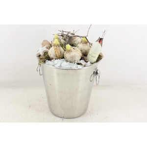 arr4 Hyacint MB - Champange koeler 968/2