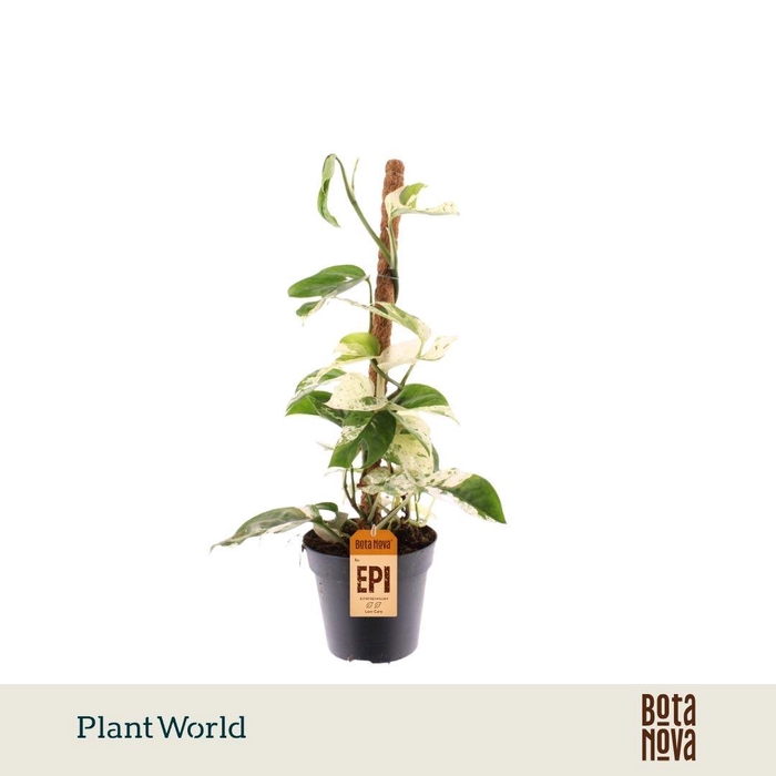 <h4>Epipremnum Marble king Mosstok</h4>