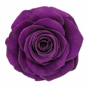 Rose Monalisa Violet