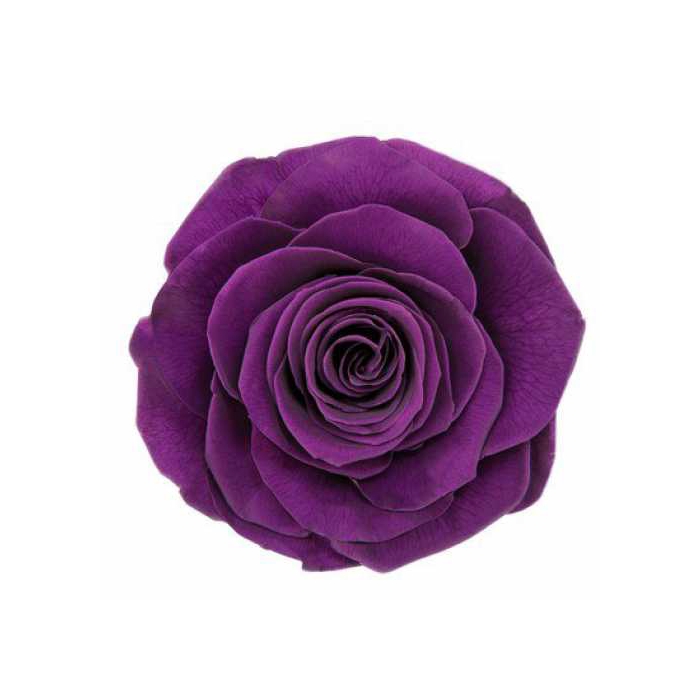 <h4>Rose Ava Violet</h4>