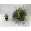 Carex mix