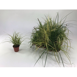 Carex mix