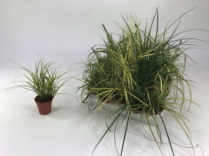 <h4>Carex mix</h4>
