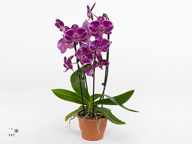 PHAL FORTU TELLER