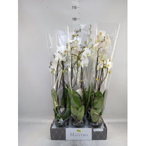 Phalaenopsis   ...white