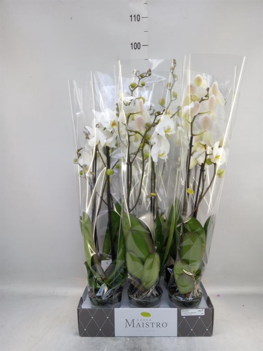 <h4>Phalaenopsis ...white</h4>