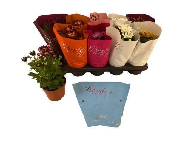 <h4>CHR GEMENGD</h4>