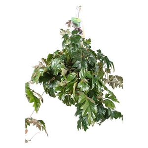 Cissus Ellen Danica hangpot