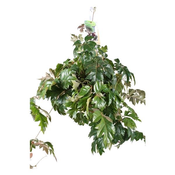 <h4>Cissus Ellen Danica hangpot</h4>