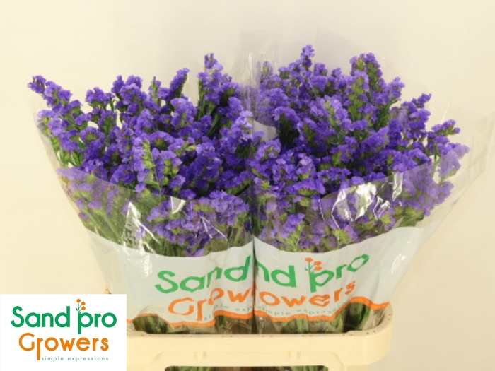 <h4>LIM S LEVIS WINGS</h4>