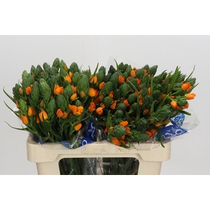 Ornithogalum Dubium Sunshine