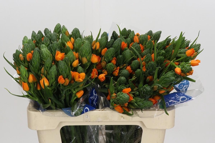 <h4>Ornithogalum Dubium Sunshine</h4>