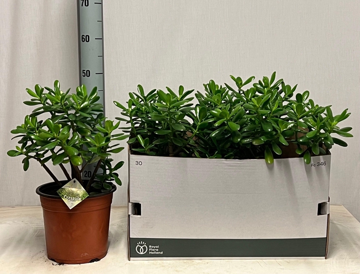 <h4>CRASS OVATA</h4>