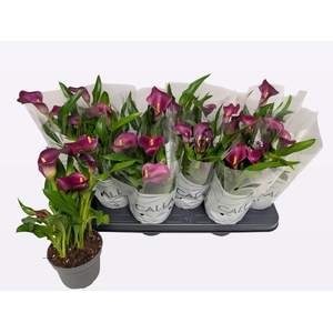 ZANT ROYAL VALENTINE