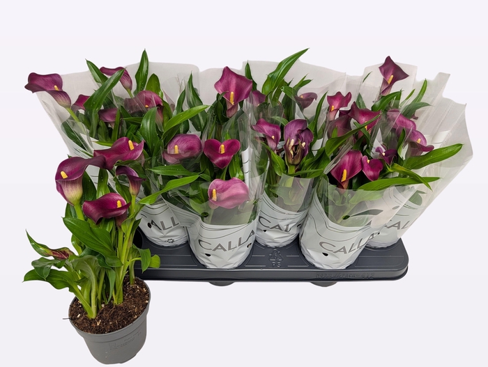 <h4>ZANT ROYAL VALENTINE</h4>