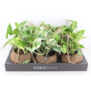 arr3 Kokoplant - Scindapsus mix